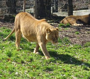 Ein Löwin im Tierpark Haag #löwe #löwin #tierparkhaag #niederösterreich #haag #nöcard #ausflug #familienausflug #frühling #spring #familytrip #lion...