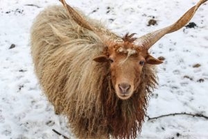 #wallachiansheep #sheep #snow #winter #photography #austria Tierpark Stadt Haag/NÖ