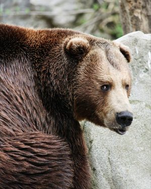 Hi Bear! 🐻 . . . . . . . . #natur #green #austria #nature #braunbär #grizzly...