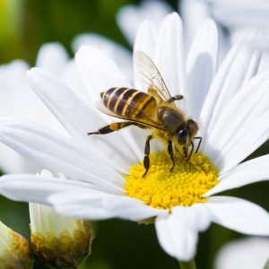 🐝 Heute ist Weltbienentag 🐝 Die Biene bestäubt fast ein Drittel unserer Lebensmittel und ist deshalb so...