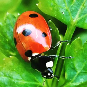 #ladybird #ladybug #ladybeetle #marienkäfer #insect #insekt #goodluck #redwithblackspots #macro #nature #natur Biedermannsdorf