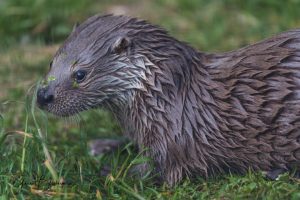 Gottfried #otter #fischotter #unterwasserreich #unterwasserreich Schrems #schrems #naturpark #waldviertel #niederösterreich #tiere #tierfotografie #fotoblie