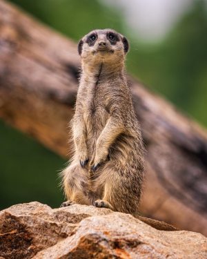 #erdmännchen #meerkat in #tierparkhaag #zoo in #Niederösterreich #loweraustria #cuteanimals #visitloweraustria #visitmostviertel #mostviertel Shot with #sonyalpha_austria #sonya7iii #sel100400gm...