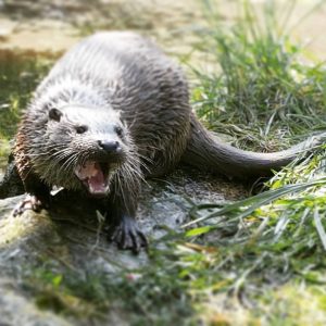 'nomnomnom' otterfeeding @unterwasserreich #schrems #otterlovers #otters #fischotter #waldviertel #topausflugsziel #niederösterreichcard #familienausflug #unterwasserreich #unterwasserreichschrems