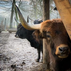 So, mal was anderes 😀 Ein Auerochse im Tierpark Haag ... 😍 Ich mag Rinder einfach! ....