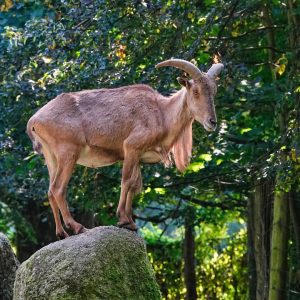 🐏 At the top there is usually little space. 💬 - Kurt Haberstich - . Barbary sheep...
