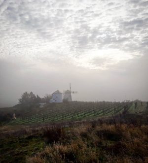 Die Windmühle in Retz im Nebel #retz, #windmühle, #windmill, #weinviertel, #loweraustria, #vineyards, #sky, #clouds, #austria🇦🇹 Retz