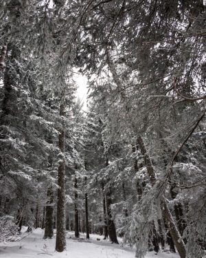 Endlich ein bisschen „richtig“ Winter bei uns 🏔💚🌲. #schneeschuhwandern #aufabwegen #hiking #winterwandern #snowshoes #winter #winterliebe #nature #treephotography...