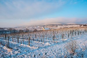 Leicht angezuckert und Sonnenschein ... der nächste Schneefall kommt bestimmt! 🙂 ❄️❄️❄️ Das Weinland Thermenregion in Niederösterreich...