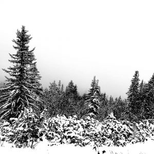 Ich hab noch einige Bilder vom Ausflug auf den Schneeberg, die ich nicht am Smartphone vergammeln lassen...