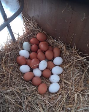 Ei like!!! Unsere braven Mentscha 🐤Ostern kann kommen 🔜 #nesterl #bioeiervonglücklichenhühnern #eggs #eier #glücklichehühner #vieleeier #ilike #eiernest...