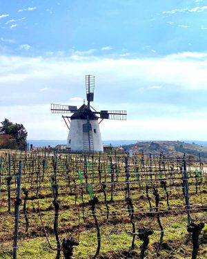 #windmill #retz #landmark #windmühle #weinviertel #rural #austria #österreich #loweraustria #niederösterreich #vineyard #countryside #landscape #ig_austria Windmühle Retz