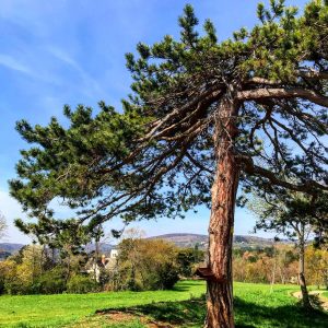 Finally it gets warmer now - how I love spring 🌱! #nature #landscape ...