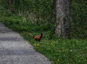 Ein Fasan läuft durch den Laxenburger Schlosspark 🦃🐓 #fasan #pheasant #faisan #bird #vögel #oiseau #laxenburg #laxenburgerschlosspark #schlossparklaxenburg...
