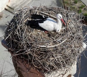 Sehr fleissig am Brüten ist unser Storchenpaar am Turm im schlossORTH Nationalpark-Zentrum: Fünf Eier wurden gezählt. Du...