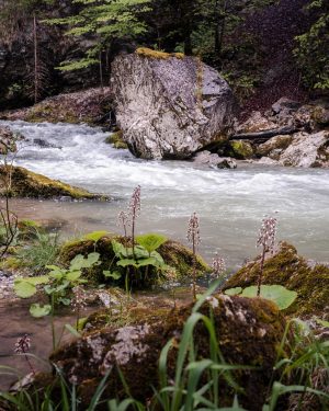 Der Naturpark Ötscher-Tormäuer ist seit 1. Mai wieder für alle offen und man sieht am Wasser, dass...