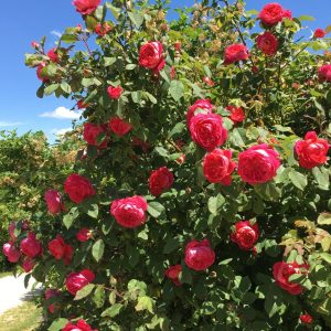 Mit wunderschönen Roseblüten 🌹 aus dem Museumsdorf Niedersulz lässt es sich gleich viel schöner in den Tag...