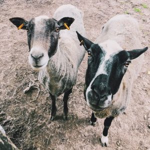 Die Schaf-Damen Kikki und Mona freuen sich schon euch auf euren Besuch im @museumsdorf 🐑 Das Freilichtmuseum...