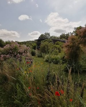 #schaugarten #nationalparkthayatal #showgarden #blooming #flowers #summerblossoms #summerdays #summerheat