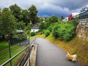 #Tiara #TibetSpaniel #Hund #Tiere #Animals #Hunderunde #Landschaft #Landscape #Weitra #Waldviertel #Niederösterreich #Österreich #Baum ...