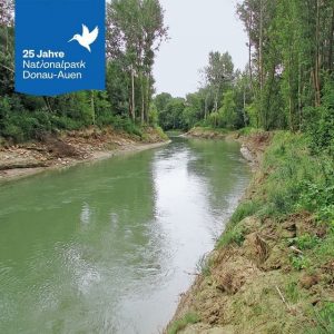 25 Jahre Nationalpark Donau-Auen: 2012. Ziel eines Naturversuchs, der 2012 startete, war die gemeinsame Erprobung mehrerer wasserbaulicher...