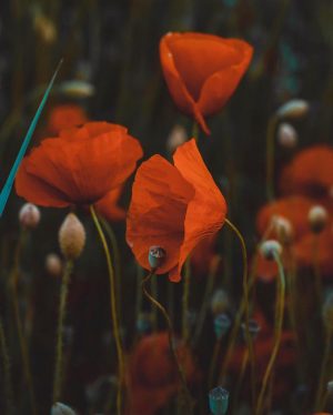 Einen großartigen Donnerstag wünschen wir euch ✌🏻🧡 📸 Erkan Aybek #einfachnäherdran #meinbezirk #hobbyphotography #hobbyfotografie #mohnblumen #poppy #nature...