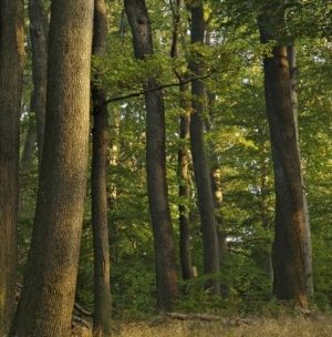 Führungen in den Wald der Zukunft 🌲 in Niederösterreich 🌳 3., 4. und 11. September 2021 🌲...