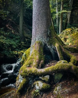 Rooted. . . . . . #tree #treelover🌳 #krawallundstille #fiftyshades_of_nature #naturelovers #intothewoods #bestoftheday #forestphotography #forestlovers #waterfallhike #hikingadventures...