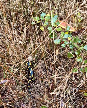 Salamander-Frühshoppen 🪨🫱🏻‍🫲🏼 Druidenweg