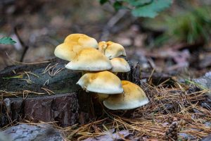 Im Wald 🌳 #wald #wood #mushrooms #pilze #sonyalpha #sonyilce6000 #austria #österreich #niederösterreich #buckligewelt #buckligeweltreisen #bezirkwienerneustadt #bezirksblätter #2022...