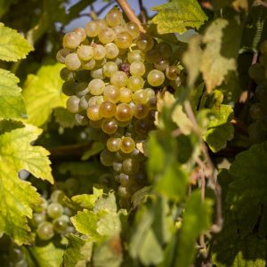 Schönes Wochenende wünschen wir mit diesem wunderschönen Herbstbild! 😍 #wineconcept #nigl #weinreben #wein #vinothek #austria #weingenuss #spitzenweine...