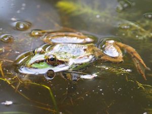 Kleiner Wasserfrosch ♾ Seefrosch 🔜 Teichfrosch 🐸 Zu welcher Art dieser Frosch gehört, ist durch die natürliche...