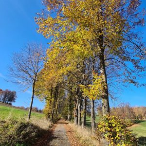 #herbstschönheiten Trails deluxe mit #mtb im #waldviertel #mountainbike #bluedabadee #woodquarter #herbstfarben #yellow #naturecolors #auffiowiauffiowi #niederösterreich #zwettl #hikalife...