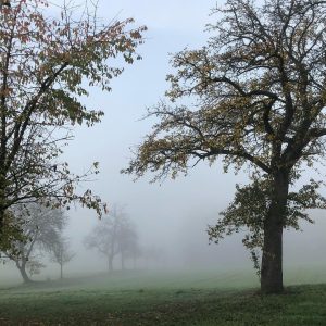 #october #nebel #morgenstimmung #waldviertel #yspertal #obstwiese #altweibersommer #wotanumdiewelt #morgenspaziergang #nofilter Yspertal