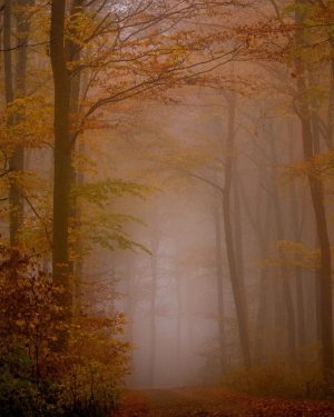 Mlha, tisíce malých vodních kapiček #mlha #mlhavyden #vmlze #rannimlha #podzimnimlhy #foggyforest #foggymorning #foggysunrise ...