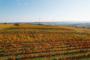 Unsere Weingärten befinden sich im historischen Weinbaugebiet Carnuntum. 🍷 Um genau zu sein, ...