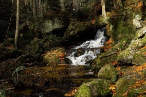 Herbstfarben 🍁🍂 #ysperklamm #austria #fall #autumn #herbstzeit #colouredtrees #leafs #water #klamm #thewayofwater #forrest #beautyofnature #nature #enjoynature #canon...