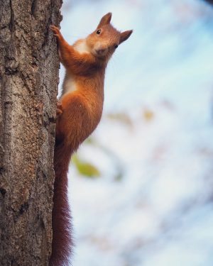 Look at me 😉 #eichhörnchen #eichhörnchenwahnsinn #eichhörnchenliebe #eichhörnchenwald #squirrel #squirrellove #squirrelwhisperer #redsquirrel #eekhoorn #loweraustria #niederösterreich #tullnanderdonau Tulln...