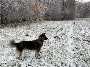 Samstag, 19. November 2022 Erster Schnee heute bei uns in Haag. Die Hunde ...