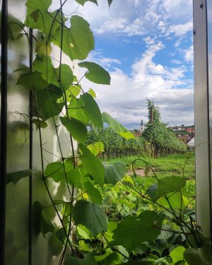 #wineyards #winecellartour #loisiumweinwelt #clouds #greengrass #bluesky #church #greenleafes #lookingthroughthewindow #beautifulnature #woistderwein #zuvinosagichnieno LOISIUM WeinWelt