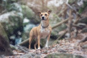 #dogphotography #amstetten #hundeliebe #aschbach #ysperklamm #winter #hundefotografie #mostviertel #bezirkamstetten #schnee #fotografie #niederösterreich