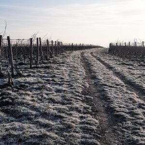🥶❄️ Morgenfrost ☀️Der Winter beginnt nun so richtig und für uns geht die Arbeit im Weinkeller weiter!...