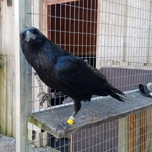 The common raven (Corvus corax). Often cited as one of the most intelligent bird species. They are...