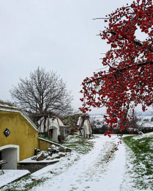Die VIA.CARNUNTUM. im Winter ❄️🥾 📸: @margit.neubauer . . #donauniederoesterreich #carnuntummarchfeld #edelstal #winter ...