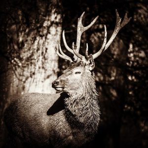 Eure Majestät! Der Hirsch… 🇦🇹🦌🤗 #austria #österreich #loweraustria #niederösterreich #deer #hirsch #naturephotography #naturelovers #nature #bnw #bnwphotography #tierparkhaag...