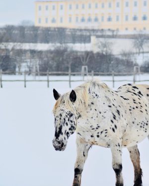 Unsere Tiere im Schnee – immer etwas Besonderes! ❄️❄️❄️ #Schnee #Schneezauber #Schneelandschaft #Tiereimschnee #Winter #Winterwonderland #TierbereichSchlosshof #Schlosshof...