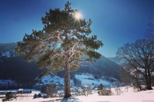 #nikond850 #nikond850prophotographers #nikond850📷 #schneeberg #niederösterreich #schneezauber #winter #winterstimmung #winterlandscape #winterlandschaft