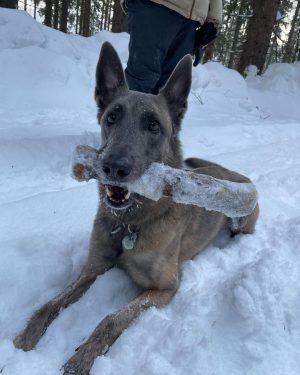 Finding joy in the simple things, like a stick and the snow-capped mountains of Austria. #MalinoisLife #SnowyPlaytime...