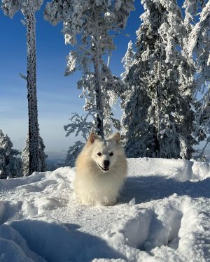 ❤️‍🔥🏔️🐾❄️🥰🐺#wandertag#winterwonderland#snow#sun#fun#hiking#austria#hohewand#polarwolf#arcticwolf #spitz#deutscherspitz#germanspitz#giantspitz#mittelspitz#großspitz##dog#doglover#hund#hundefreunde#hundewelt#spitzdog#spitzlovers#dogsofinstagram#dogoftheday#doglife - Naturpark Hohe Wand, Niederösterreich