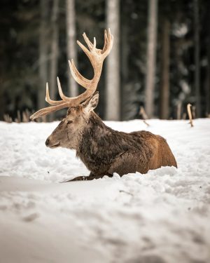 Deer 🦌 - - - #canon #canonr6 #photography #austria #visitaustria #austria🇦🇹 #austriagram #igersaustria #1000thingsinaustria #snow #snowing #feelaustria...